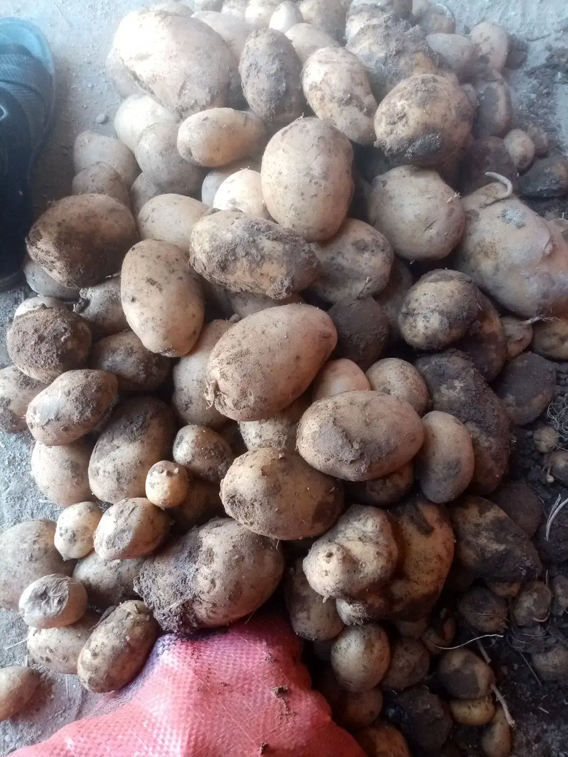 سیب زمینی بدون کود مرغی واقعی|خدمات باغبانی و درختکاری|سنندج, |دیوار