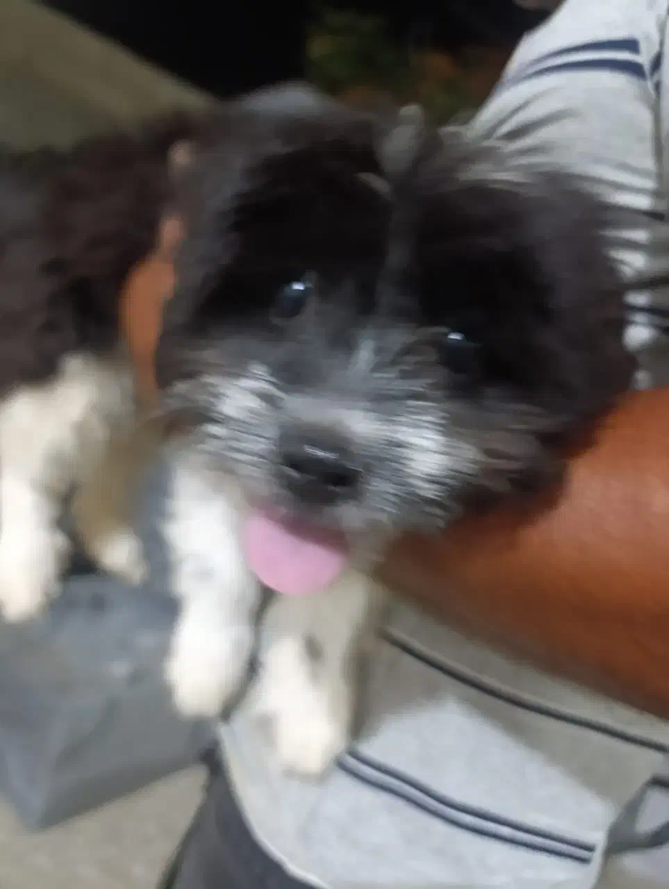 کمشده سگ|حیوانات|قشم, |دیوار