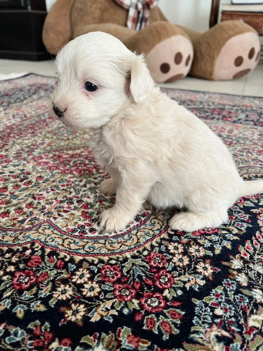 توله شیتزو تریر|سگ|کرمان, |دیوار