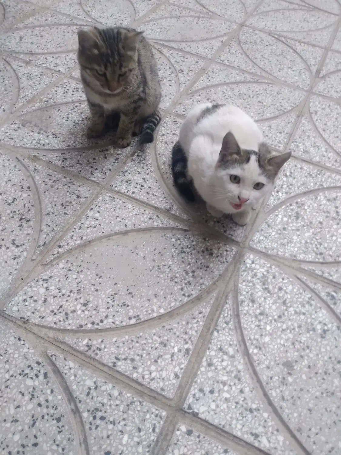 گربه تمیز وخانگی وسالم|گربه|صحنه, |دیوار