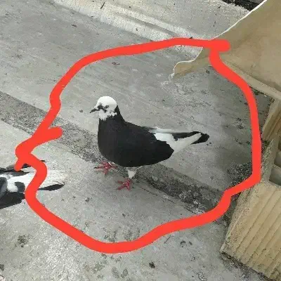 سه تا تک پر|پرنده|نگین شهر, |دیوار