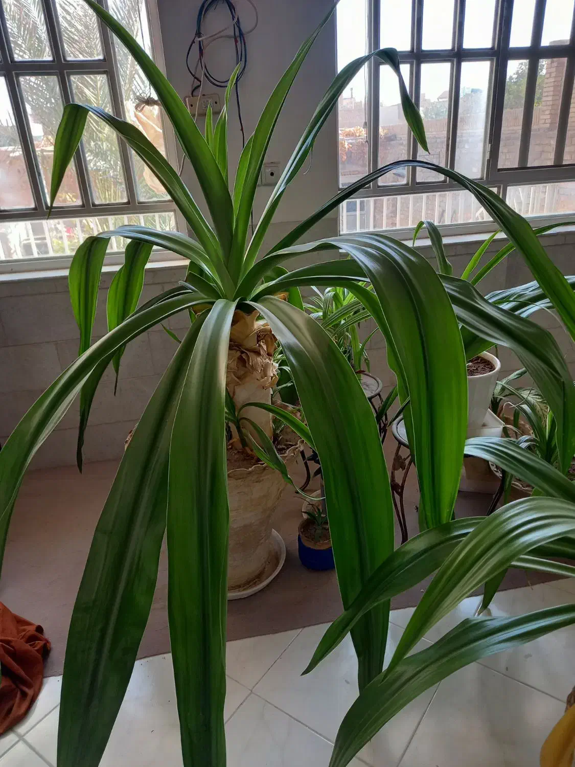 گل سوسن|گل و گیاه طبیعی|یزد, |دیوار