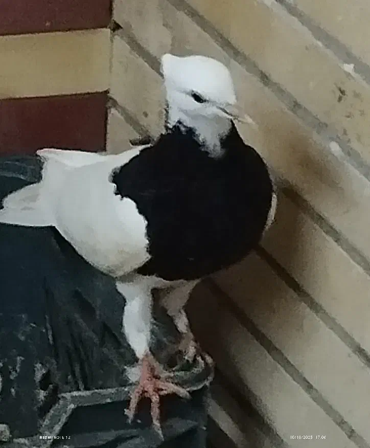 چهار تا کبوتر طوقی سه ماده یه نر|پرنده|چابهار, |دیوار