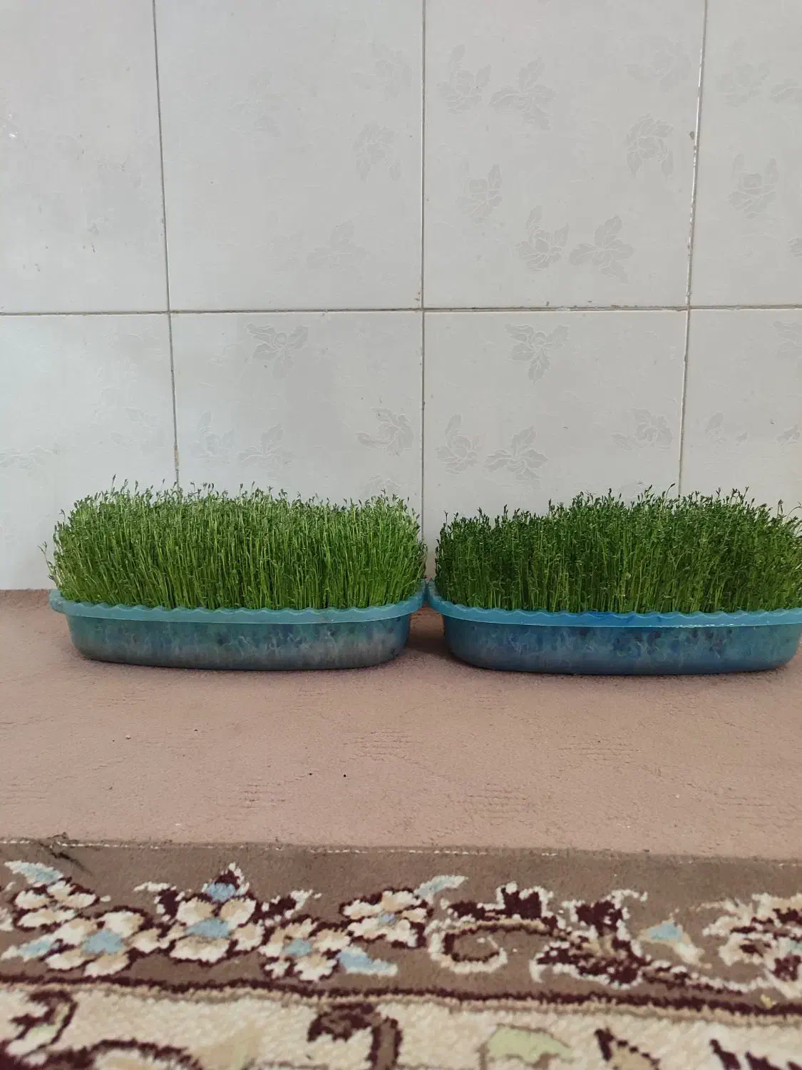 سبزه|گل و گیاه طبیعی|کوهدشت, |دیوار