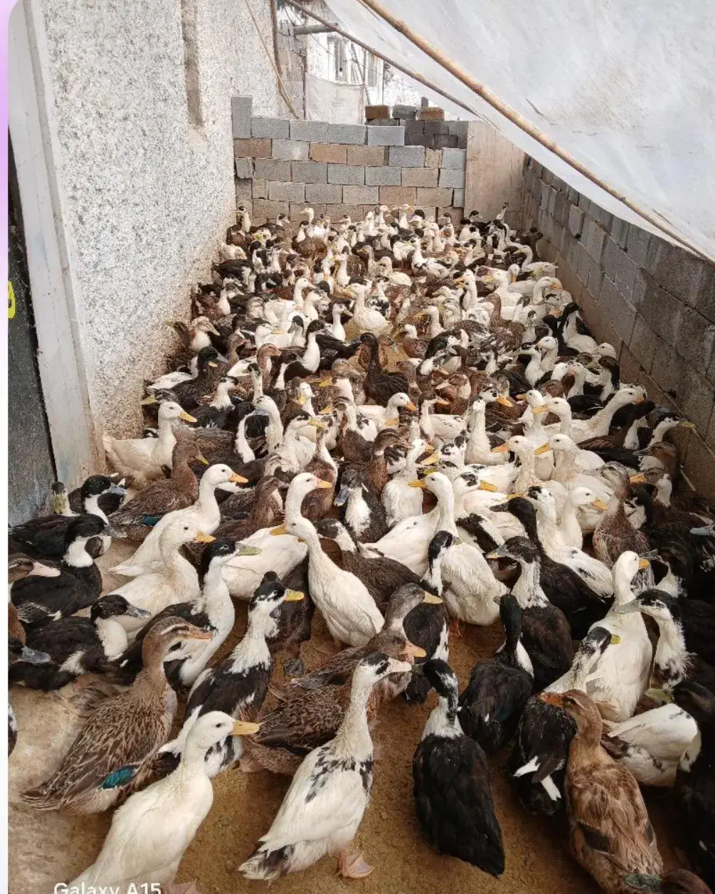 فروش اردک محلی|حیوانات مزرعه|چمستان, |دیوار