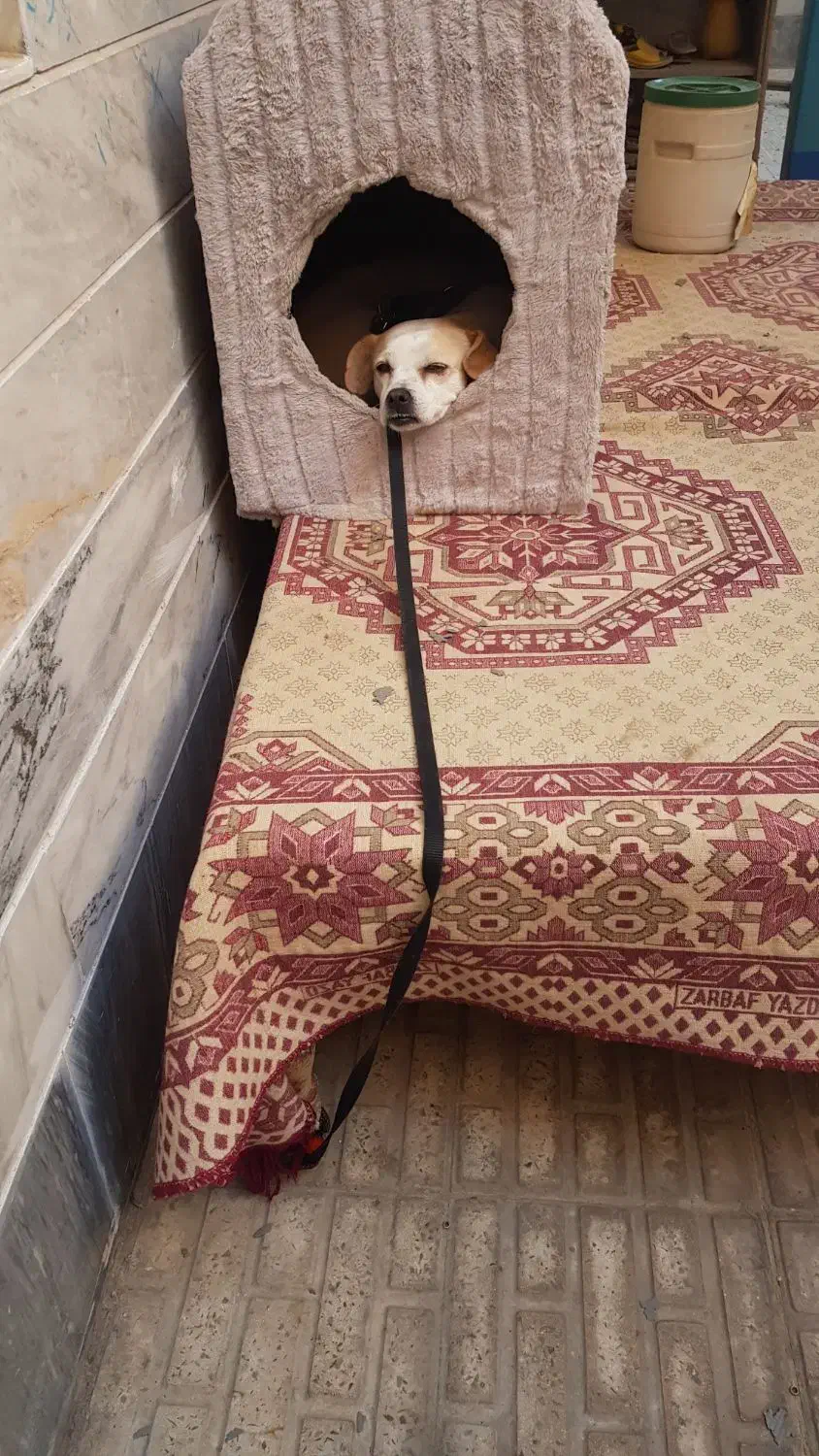 واگذاری پد خانگی|سگ|کرج, گوهردشت|دیوار