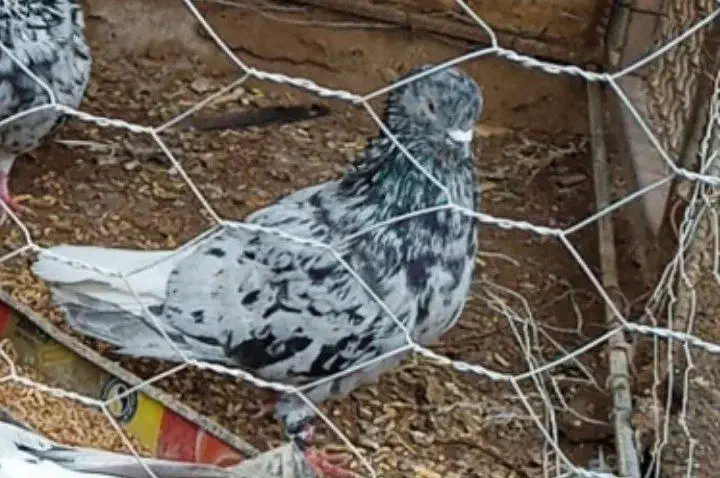 هفت رنگ|پرنده|بافق, |دیوار