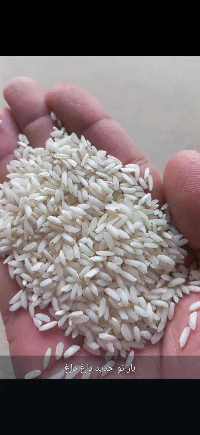 عرضه مستقیم برنج خالص عنبربو برداشت هفته پیش|خوردنی و آشامیدنی|بوشهر, |دیوار