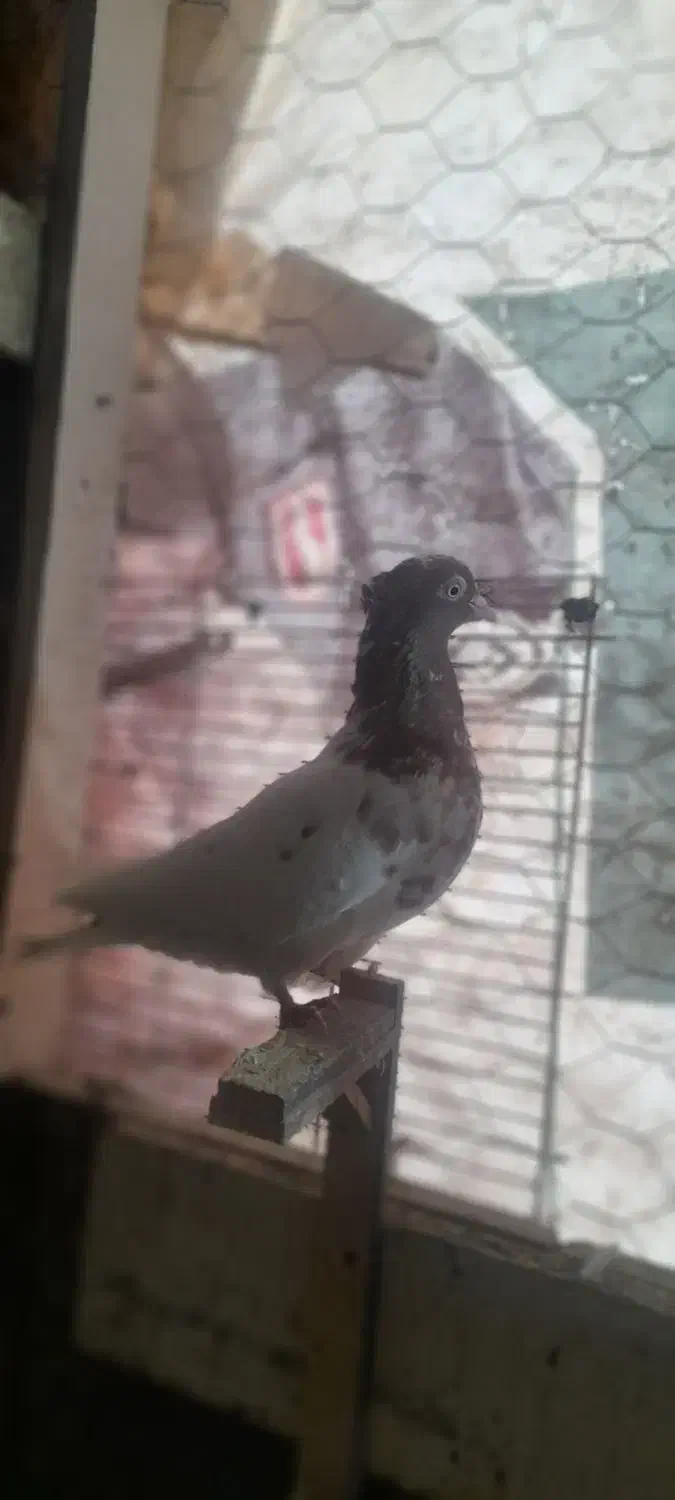 ۶ تا ماده|پرنده|تربت جام, مطهری|دیوار