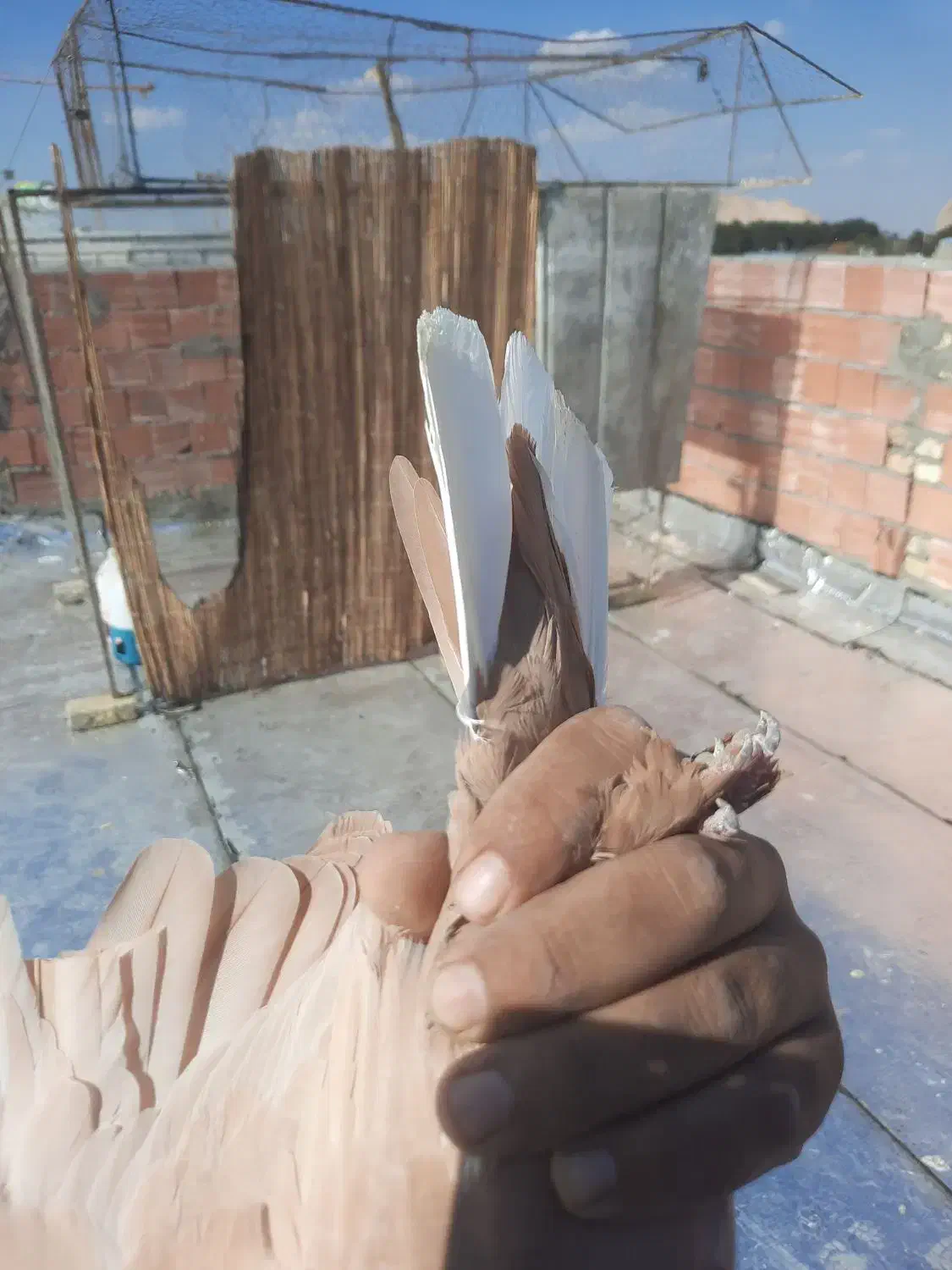 زرد دمسفید|پرنده|کرمان, |دیوار