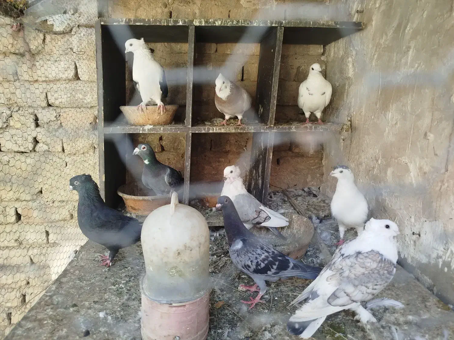 کبوتر|پرنده|قم, شهدا|دیوار