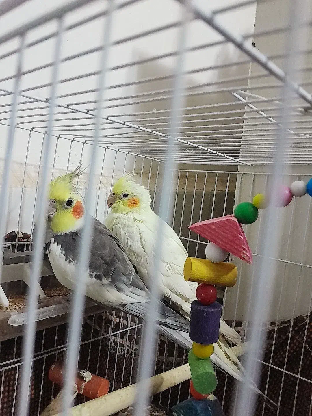 باسلام پرنده خانگی|پرنده|سلامی, |دیوار