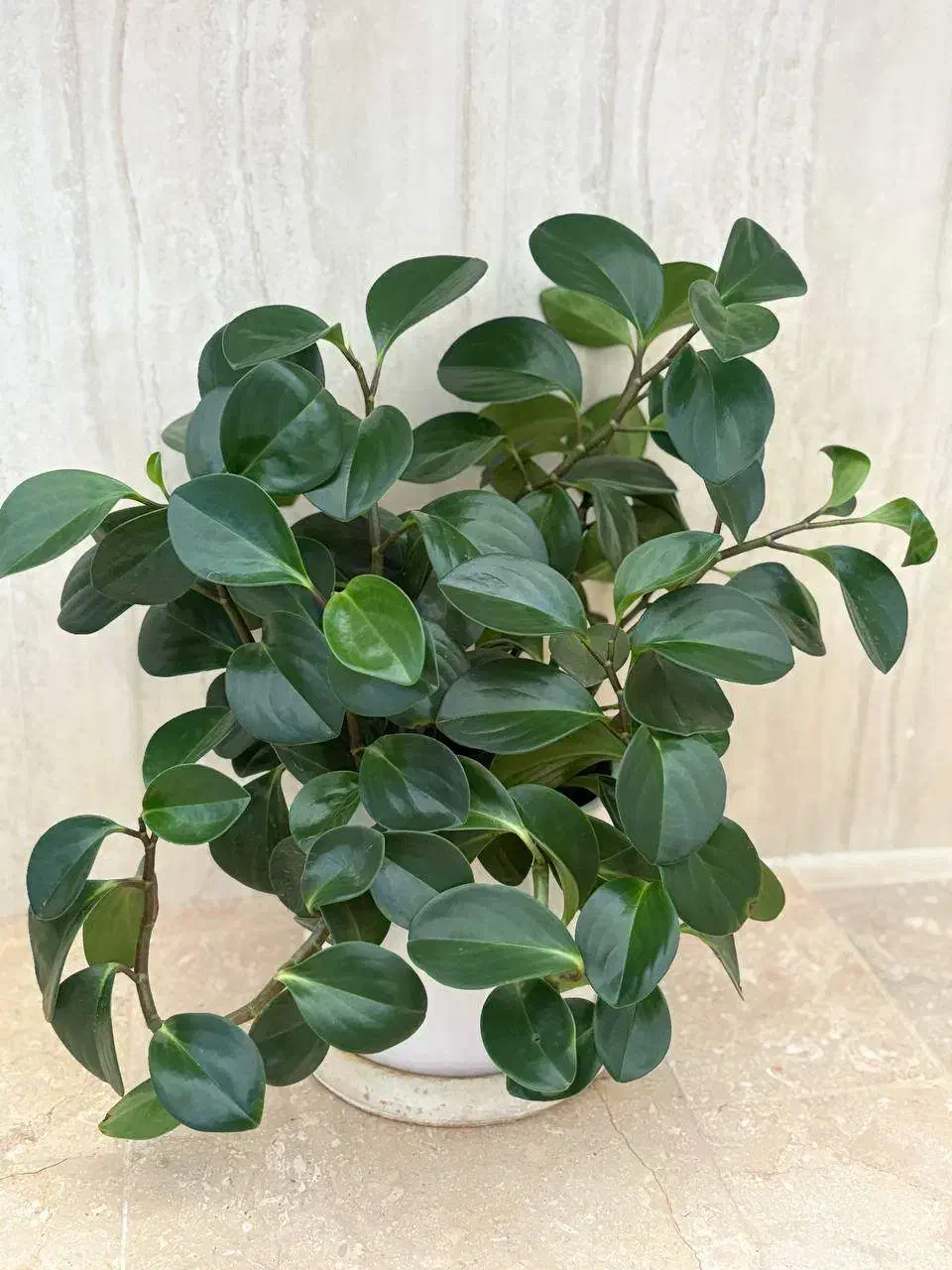 گل قاشقی|گل و گیاه طبیعی|تاکستان, |دیوار