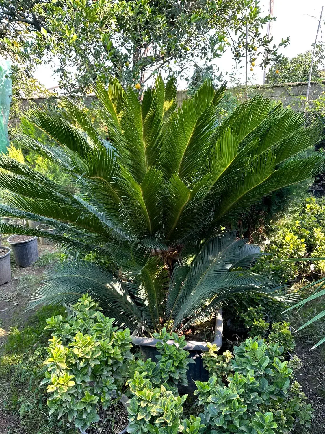 درختچه زینتی سیکاس غول پیکر|گل و گیاه طبیعی|آمل, |دیوار