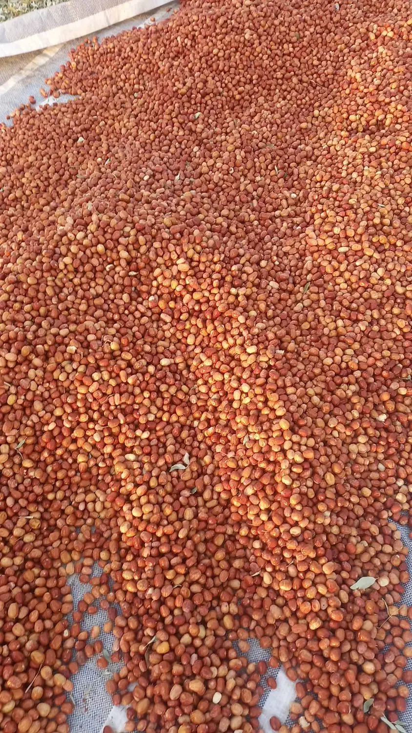 فروش سنجد|عمدهفروشی|شاهین دژ, |دیوار