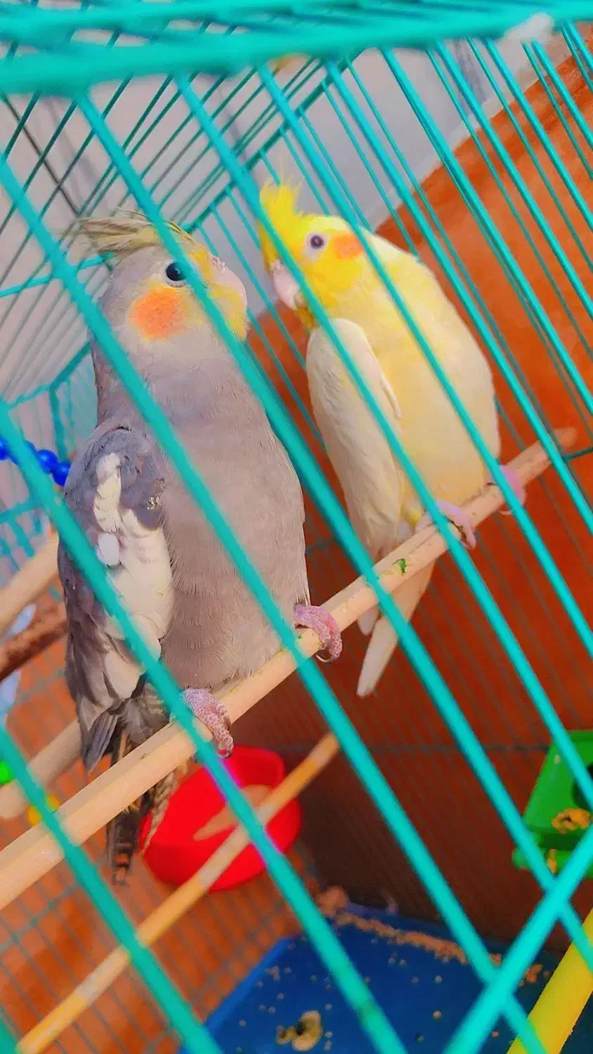 عروس هلندی مهران|پرنده|مهران (ایلام), |دیوار