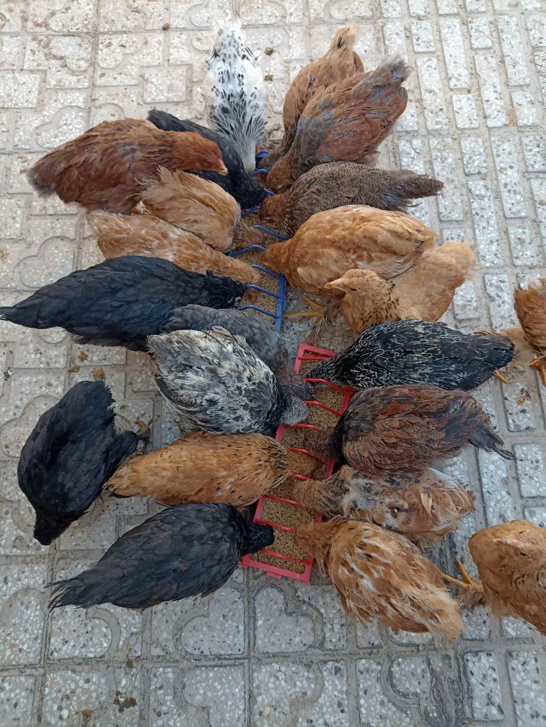 نیمچه برهما 5 ماهه لایت،مشکی،طلایی،پاتریچ،خاکستری|حیوانات مزرعه|اصفهان, پوریای ولی|دیوار