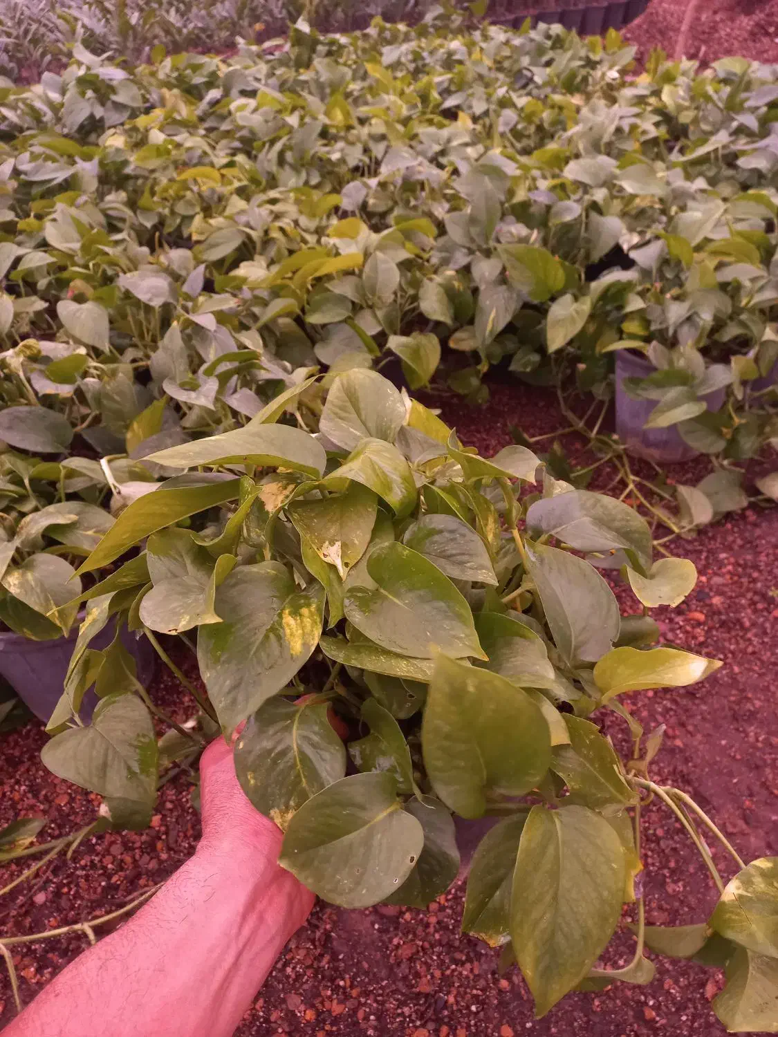 گل پتوس|گل و گیاه طبیعی|محلات, |دیوار