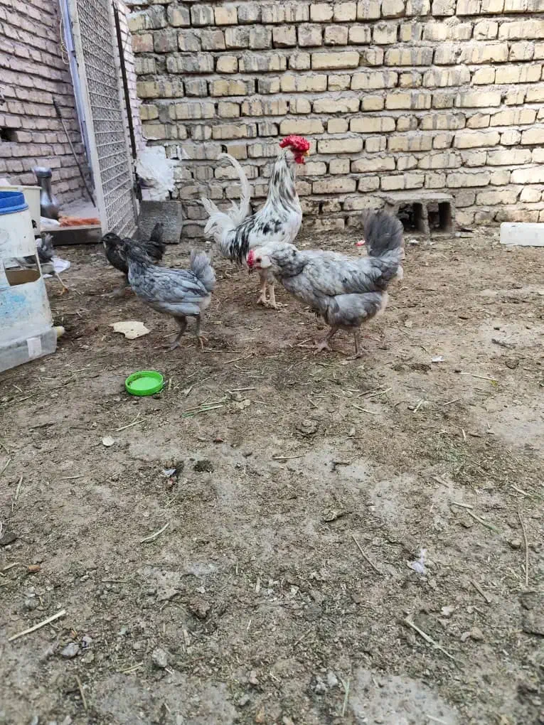 تخم مرغ گلین|حیوانات مزرعه|فلاورجان, |دیوار