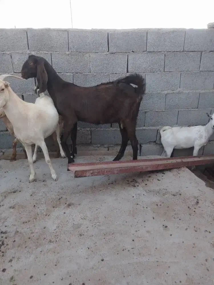 تالی پاکستانی|حیوانات مزرعه|فین, |دیوار