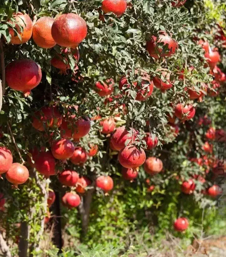 انارشیرین ملس ترش رب اناروآب انارارگانیک|خوردنی و آشامیدنی|سلفچگان, |دیوار
