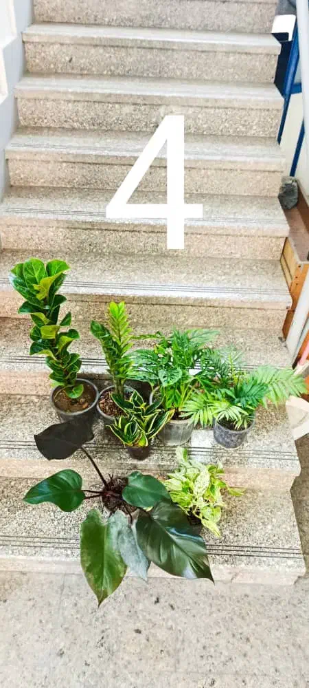 پکهای گیاهان آپارتمانی  - ارسال رایگان در تهران|گل و گیاه طبیعی|تهران, شهرآرا|دیوار