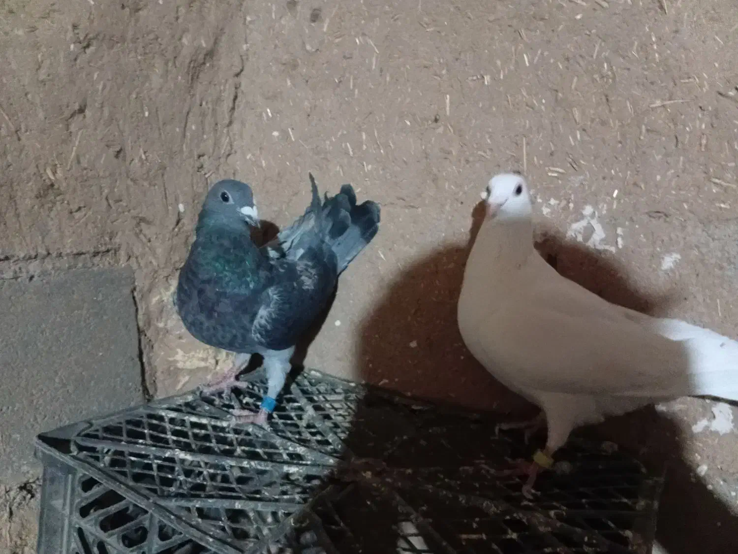 کفتر|پرنده|سلامی, |دیوار