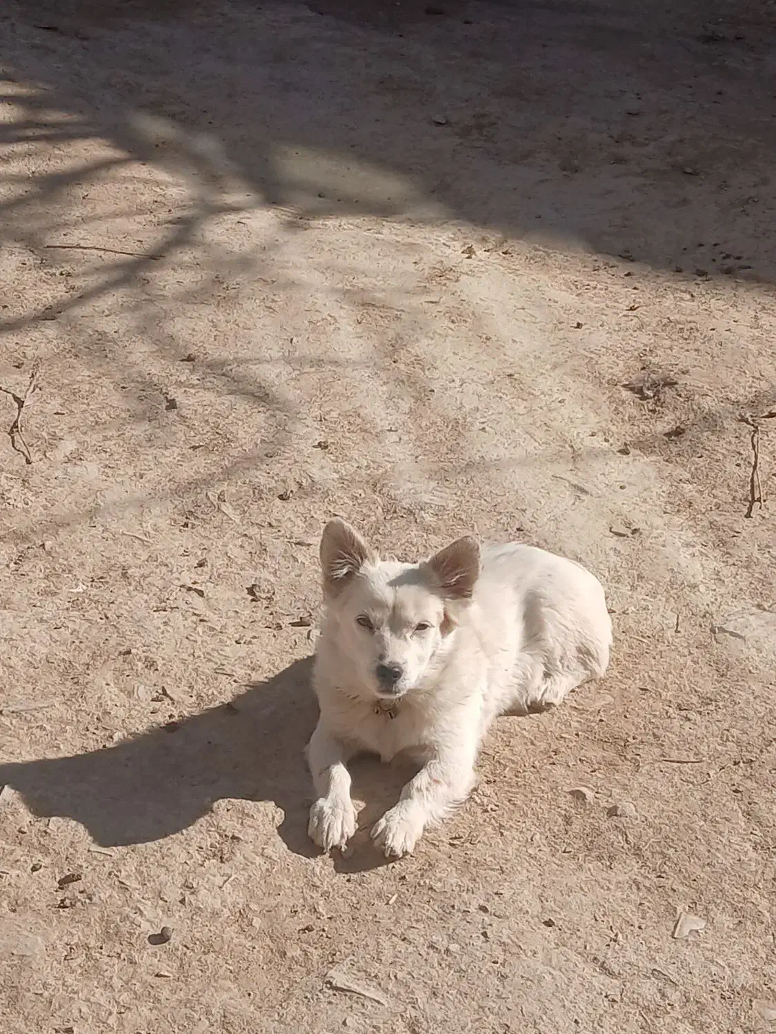 سگ پاکوتاه|سگ|اراک, |دیوار