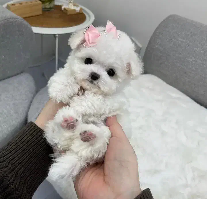 توله فنجونی|سگ|بم, |دیوار