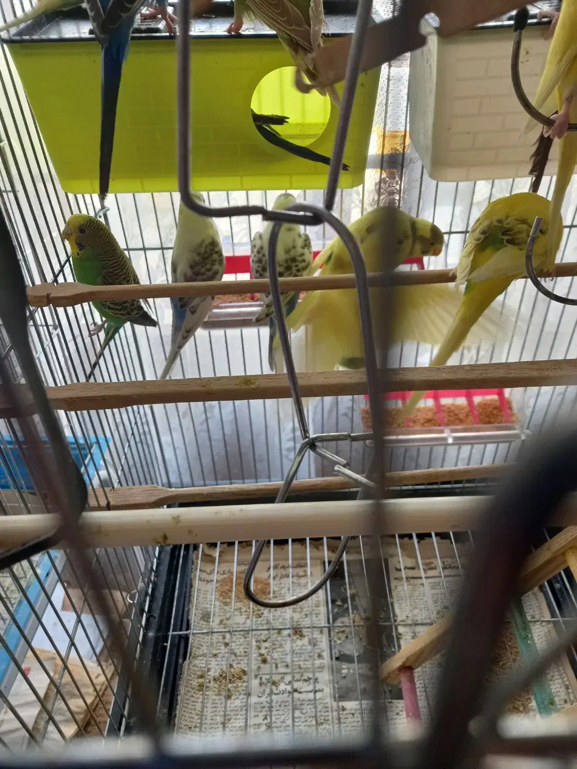 مرغ عشق جوجه تا مولد|پرنده|قرچک, زیبا شهر|دیوار