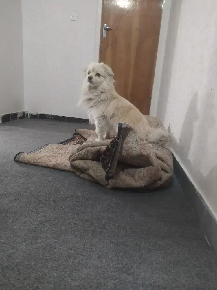 سگ پاکوتاه طرفای هنرستان گمشده|سگ|زنجان, |دیوار