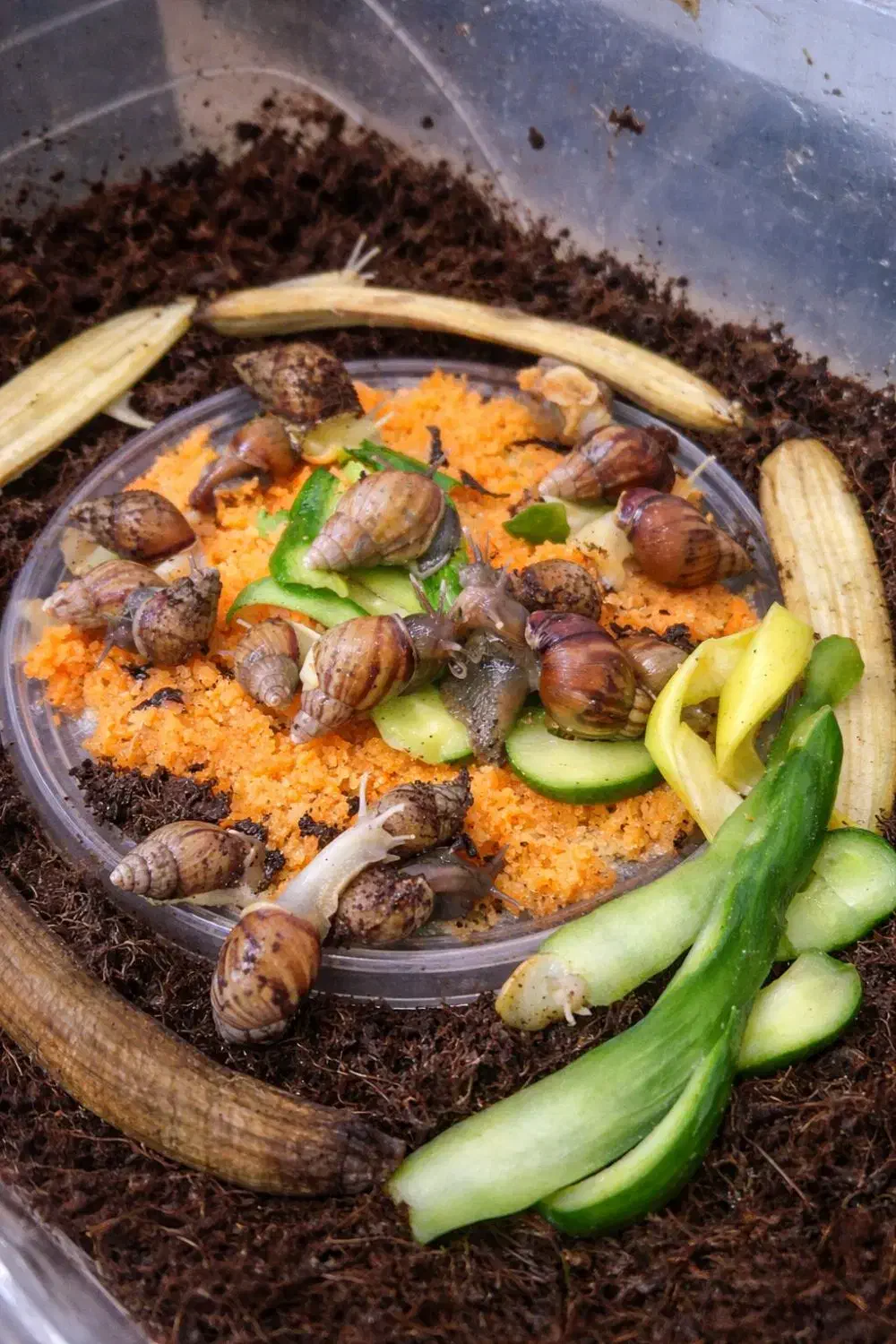 حلزون آچاتینا|خزنده|کرج, گلستان|دیوار