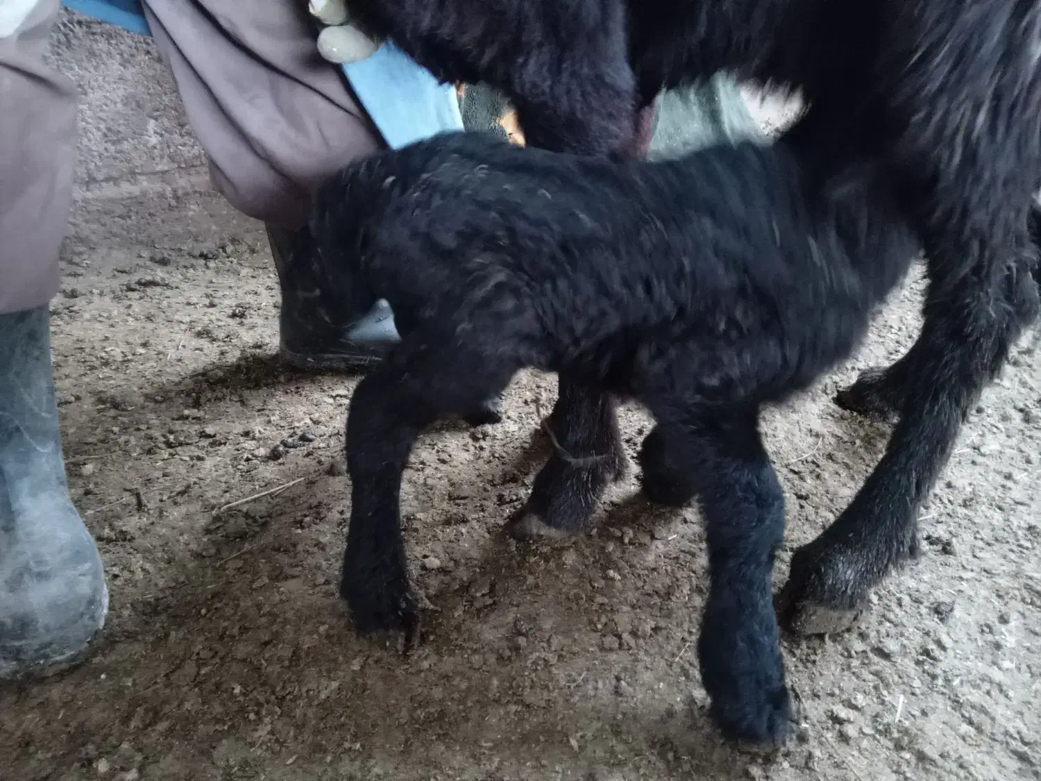 بره نر شیری|حیوانات مزرعه|زنجانرود, |دیوار