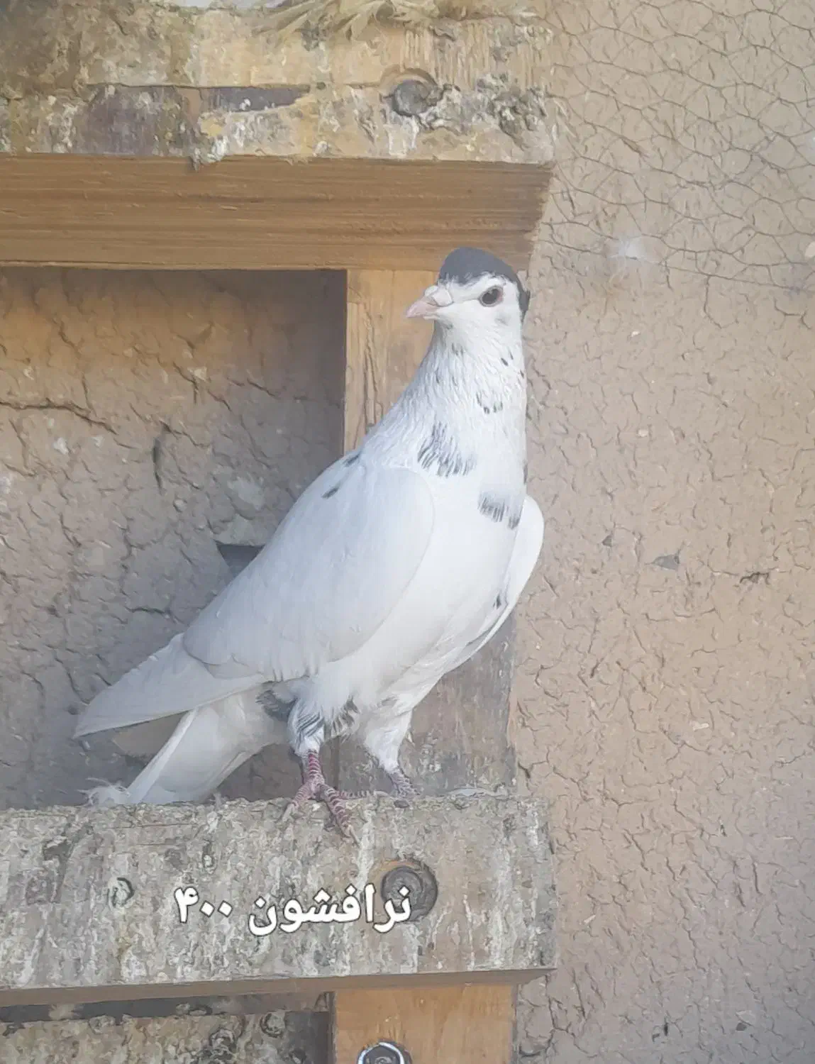 کبوتر دمگیر|پرنده|اصفهان, آفاران|دیوار