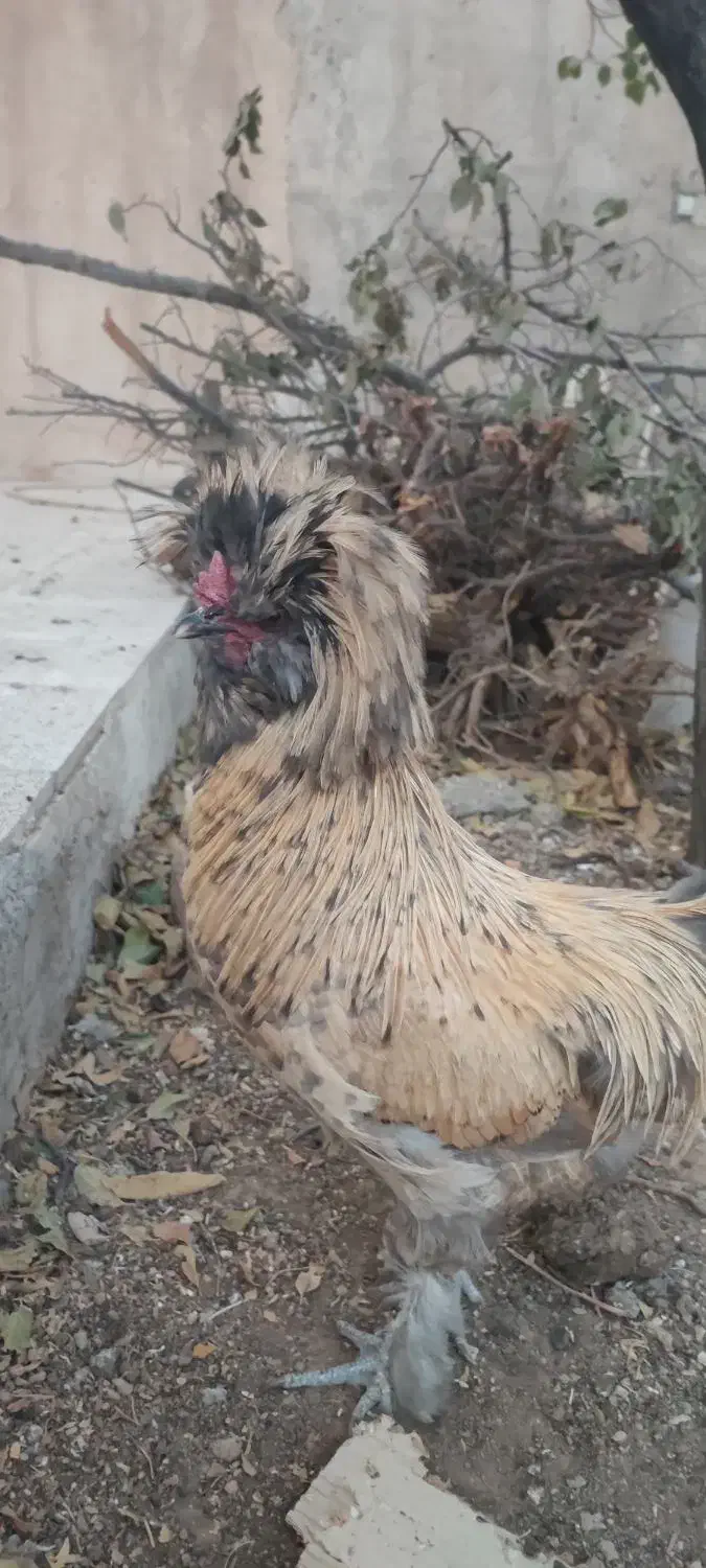 خروس کاکولی|حیوانات مزرعه|تربت‌حیدریه, آغوی|دیوار