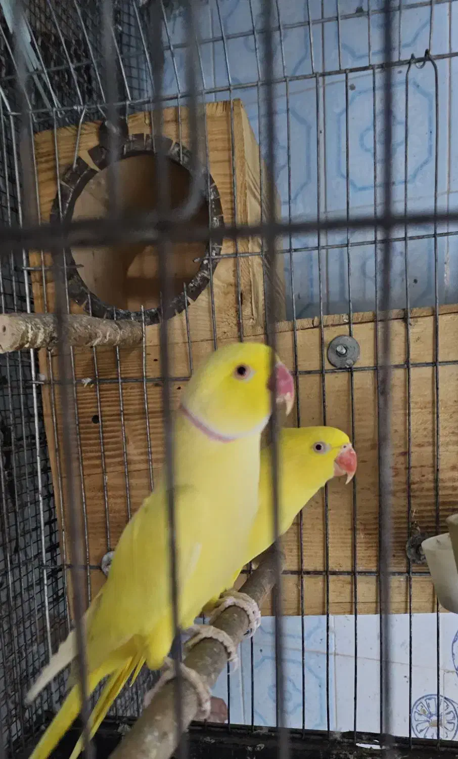 جفت طوطی ملنگو لوتینو مولد|پرنده|بندرعباس, |دیوار