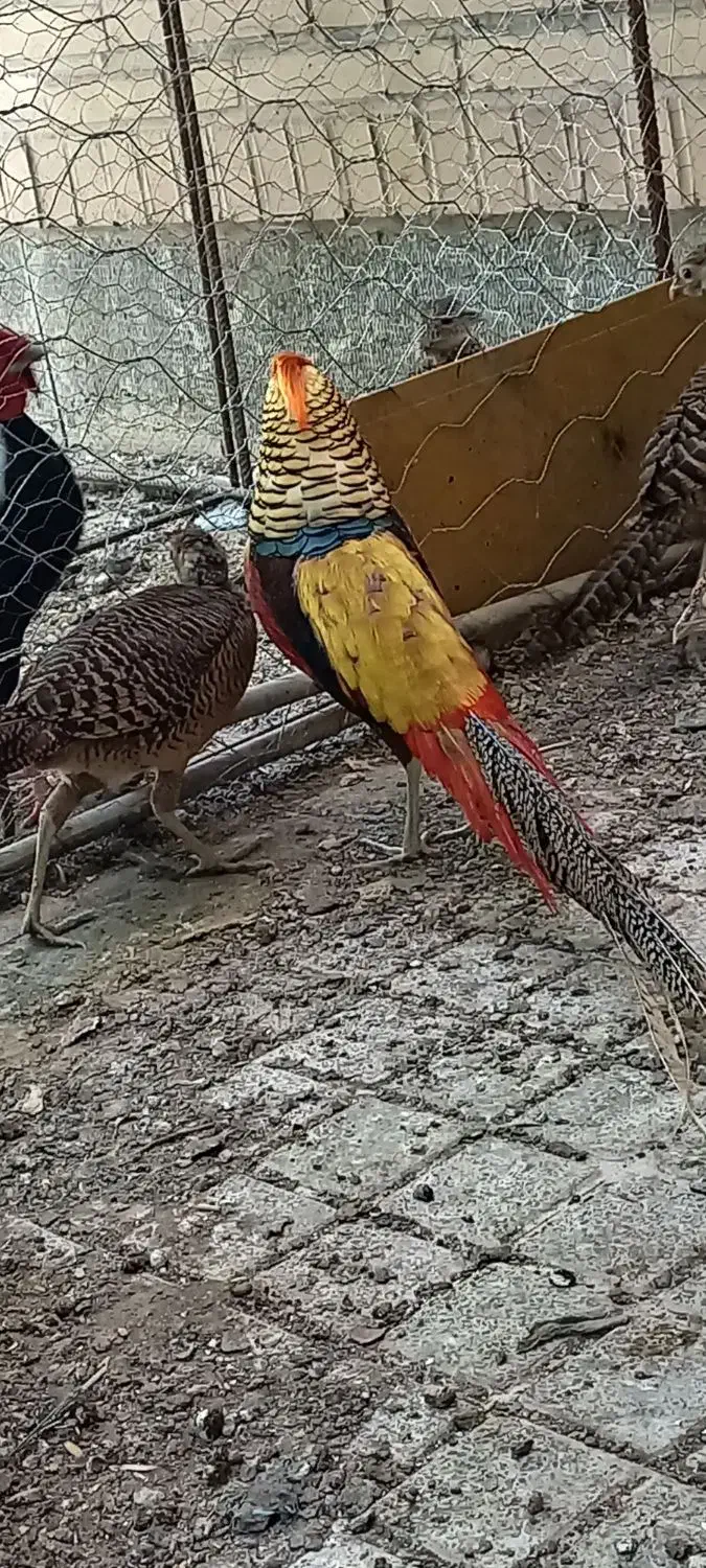 مرغ تزیینی|پرنده|بیرجند, |دیوار