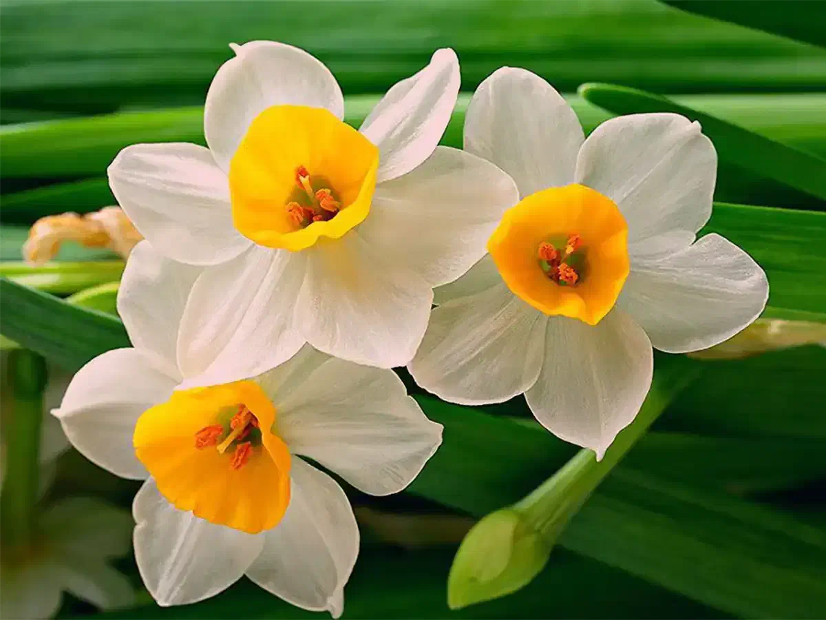 گل نرگس|گل و گیاه طبیعی|یزد, |دیوار