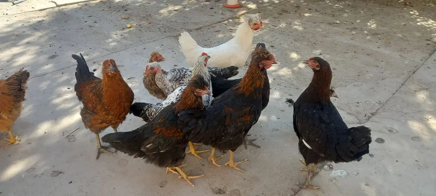 جوجه خروس و مرغ نژاد دار|حیوانات مزرعه|سیرجان, |دیوار