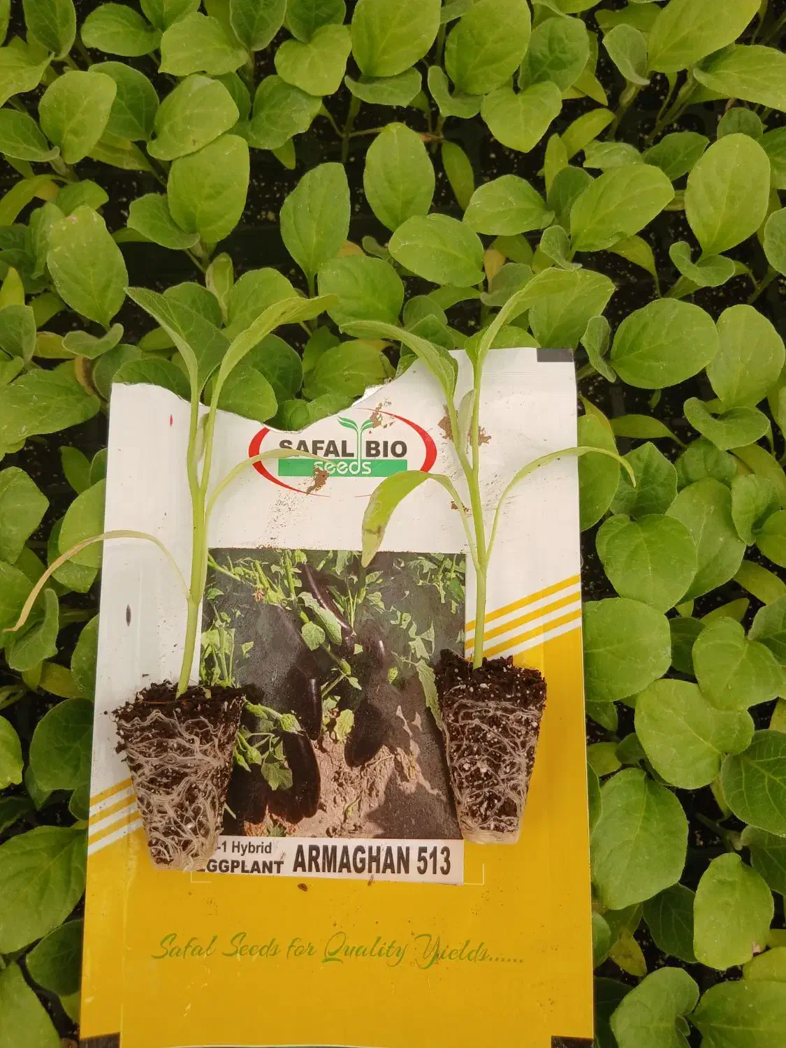 گلخانه تولید نشا|خدمات باغبانی و درختکاری|سیدان, |دیوار