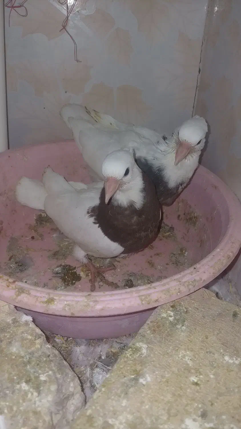 کبوتر . پلاکی .طوقی .سوسکی .|پرنده|فریدونشهر, |دیوار