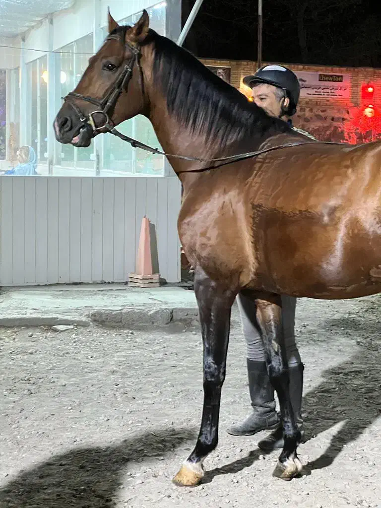 فروش یک راس اسب ترکمن|اسب و تجهیزات اسبسواری|تبریز, |دیوار