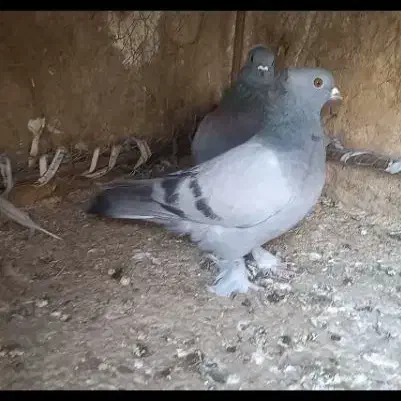 کبوتر|پرنده|چرداول, |دیوار