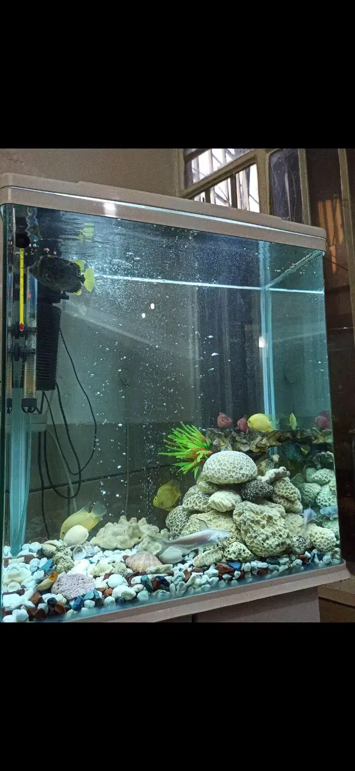 آکواریم دلسا درحد نو با ماهی گوشتخوار|ماهی|شیراز, پودنک|دیوار