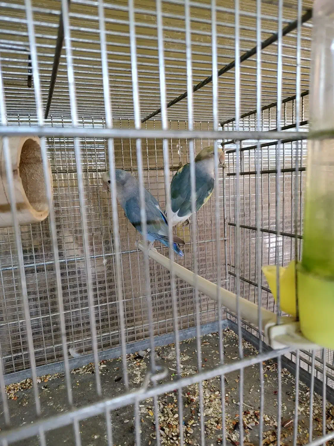 طوطی کوتوله|پرنده|ماهدشت, |دیوار