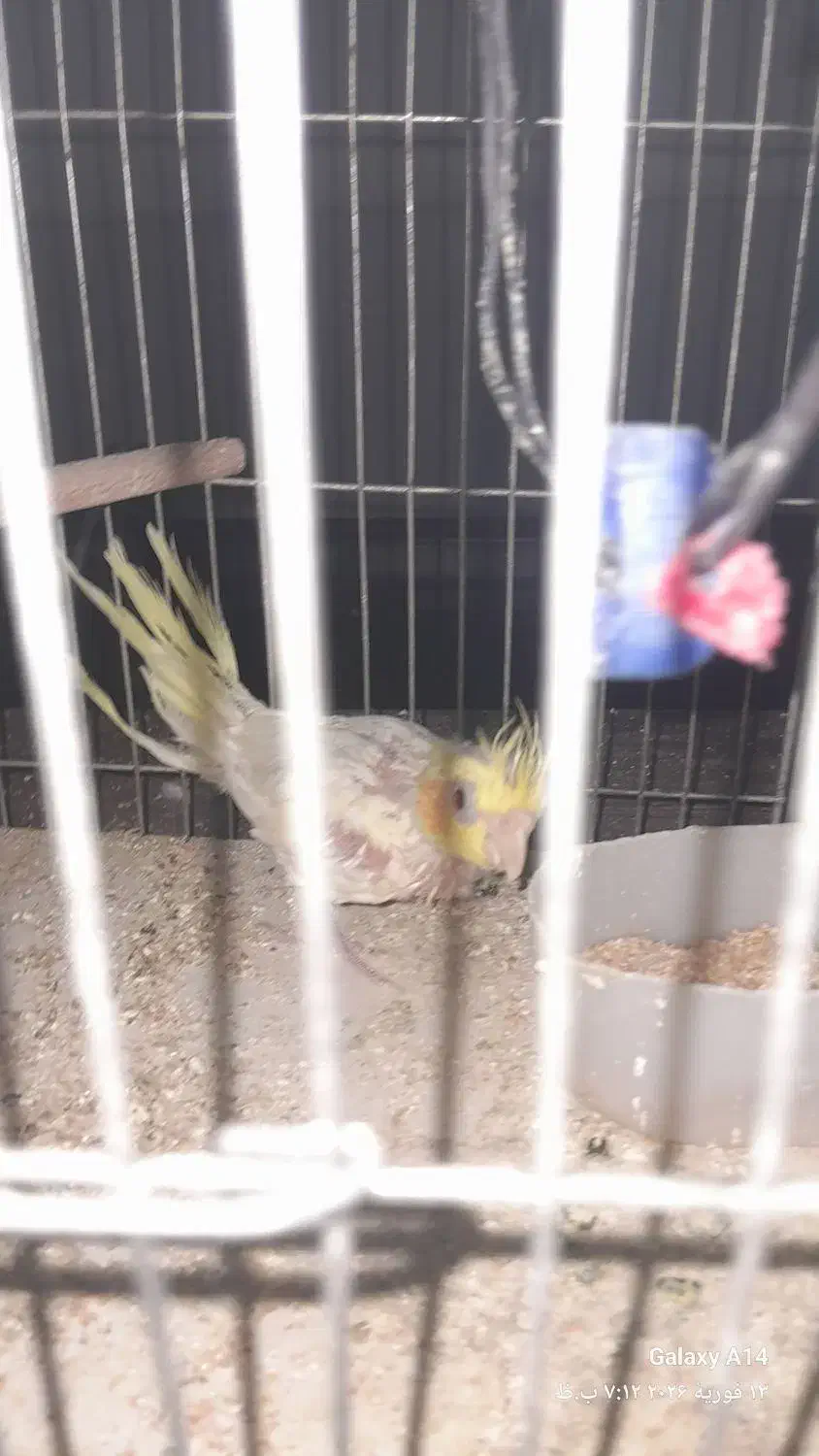 عروس هلندی|پرنده|قم, کلهری|دیوار