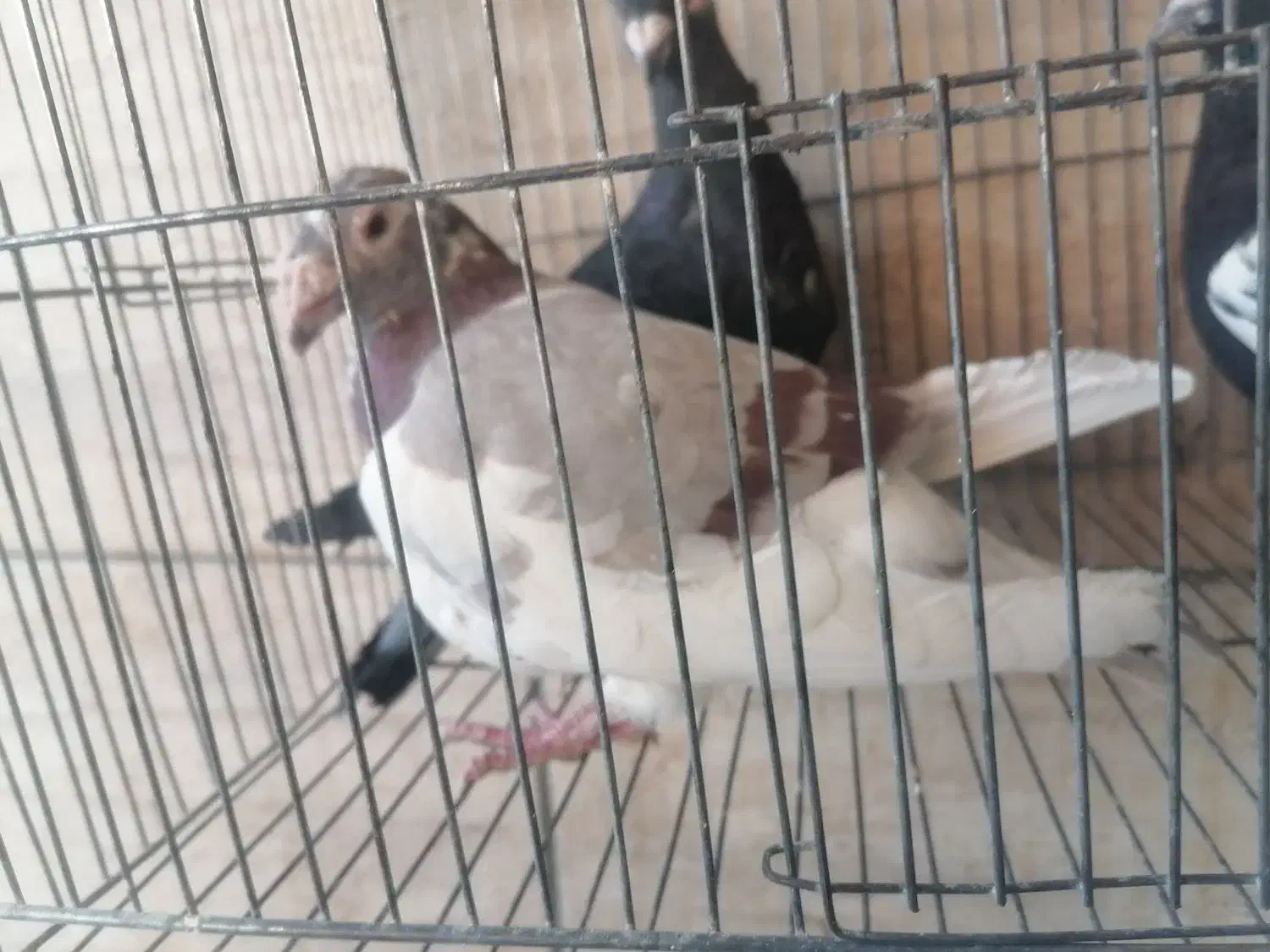 سه تا کبوتر ماده مناسب جفت 200|پرنده|شیراز, شهرک کوشکک|دیوار