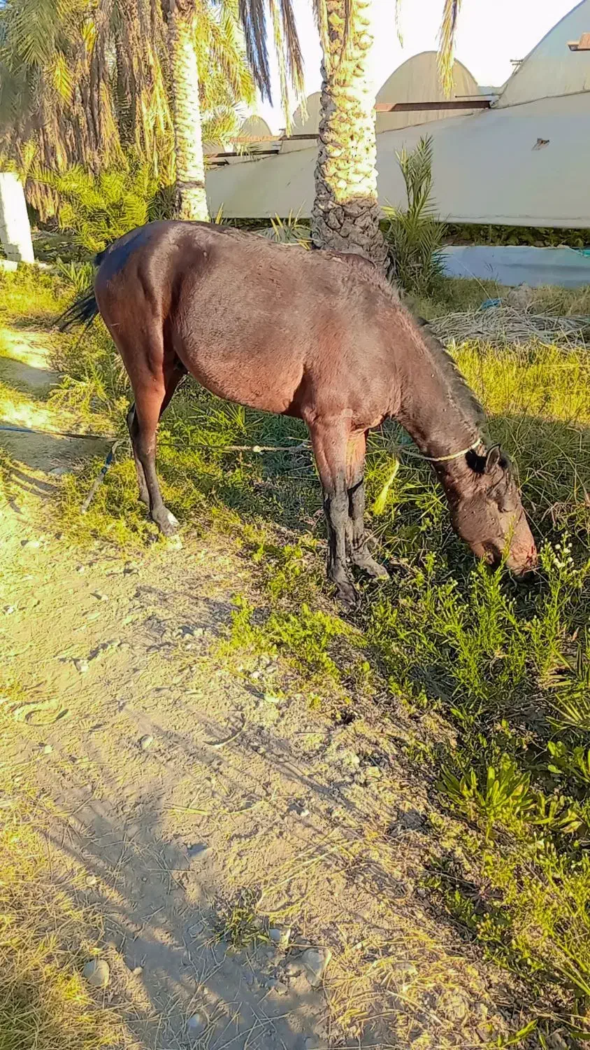 اسب|اسب و تجهیزات اسب‌سواری|جیرفت, |دیوار