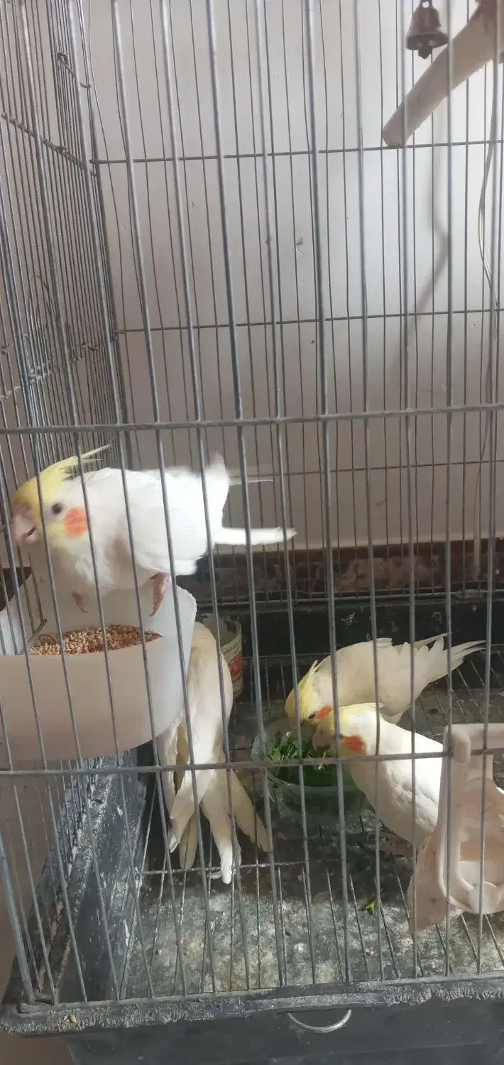 فروش جوجه عروس هلندی|پرنده|محلات, |دیوار