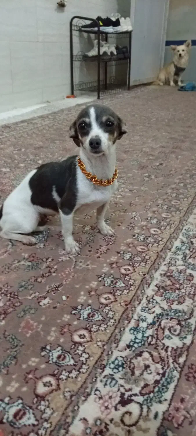 چیواوا|سگ|شیراز, سعدیه شمالی|دیوار